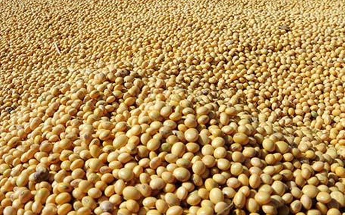Oil seeds suppliers