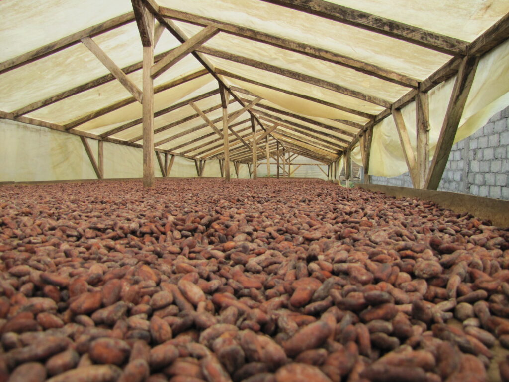 Exporters of Cocoa beans from Uganda Berium Group